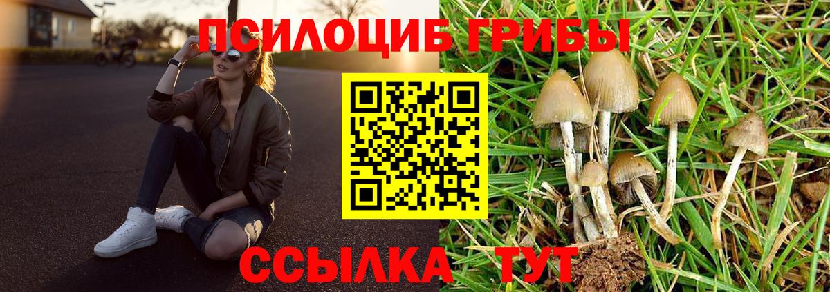 Черкесск  Галлюциногенные грибы Psilocybe  Псилоцибиновые грибы Psilocybine cubensis  Вход с VPN 